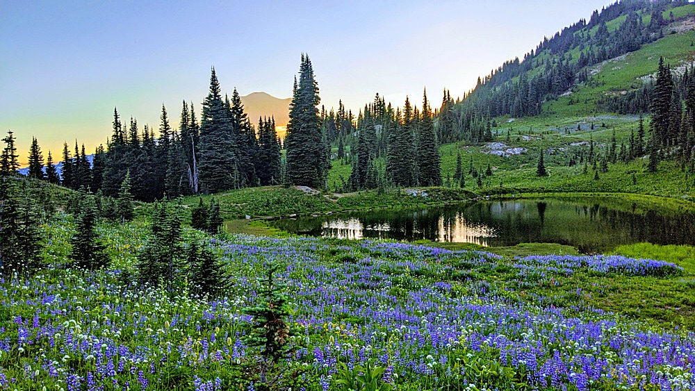 Wildflowers at Naches Peak Trail