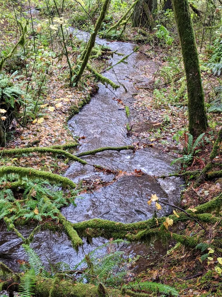 salmon spawning journey