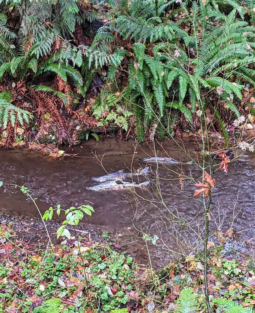 Salmon at Kennedy Creek