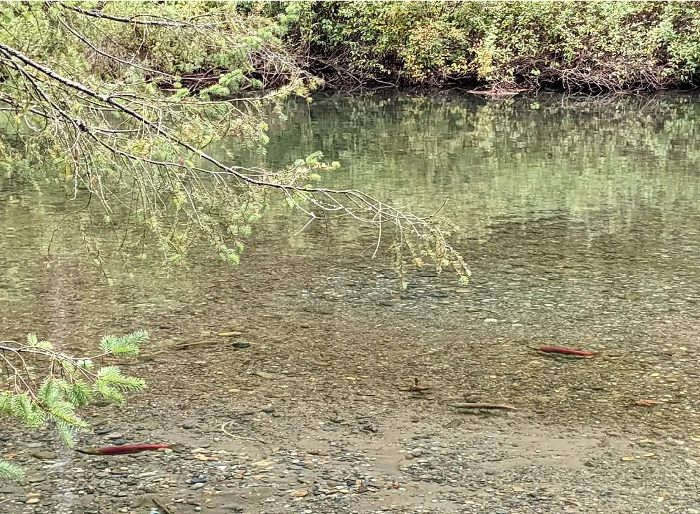 Salmon in the Cedar River at Landsburg Park