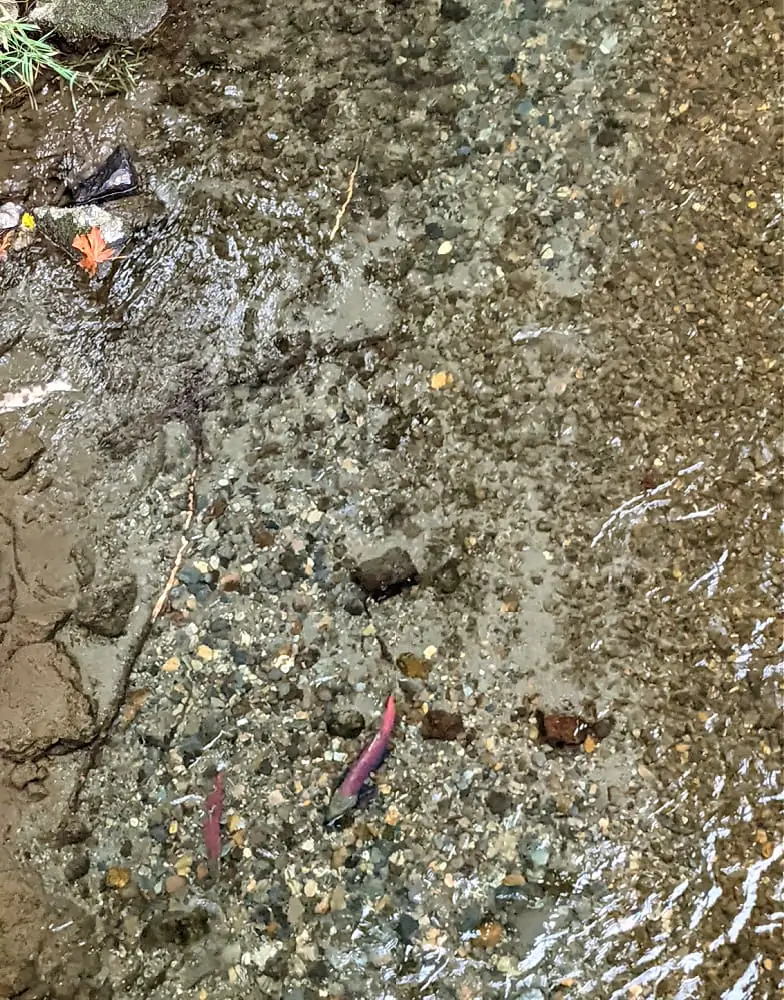 Sockeye Salmon in the Cedar River