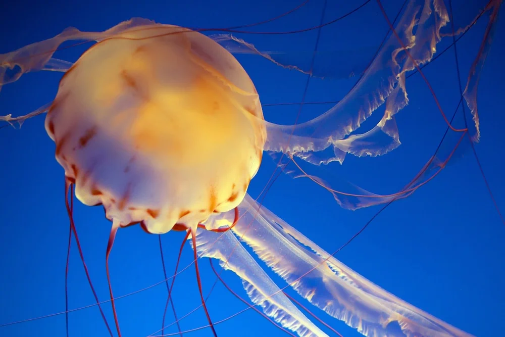 Monterey bay aquarium