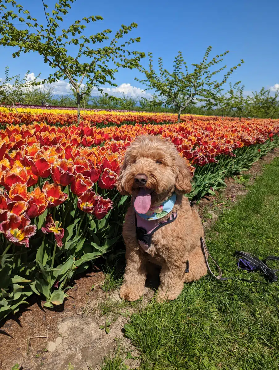 Dog friendly tulip festival