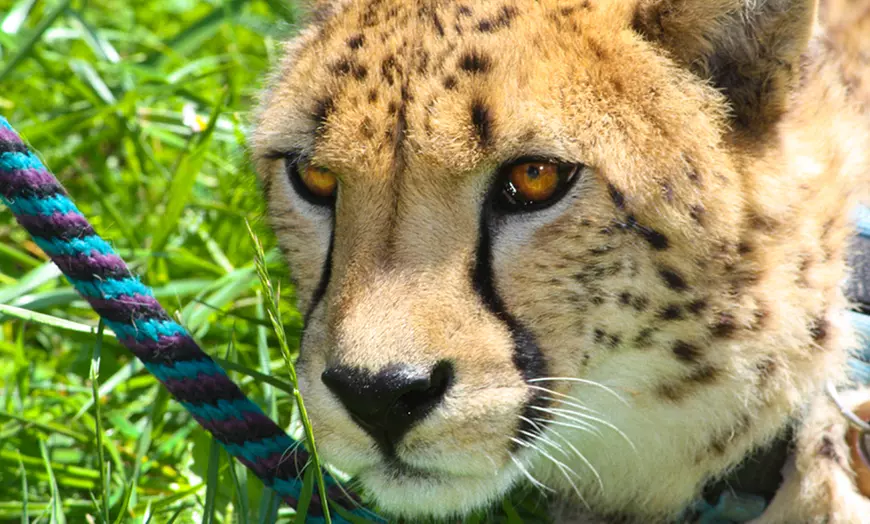 Cheetah Photo Booth Encounter
