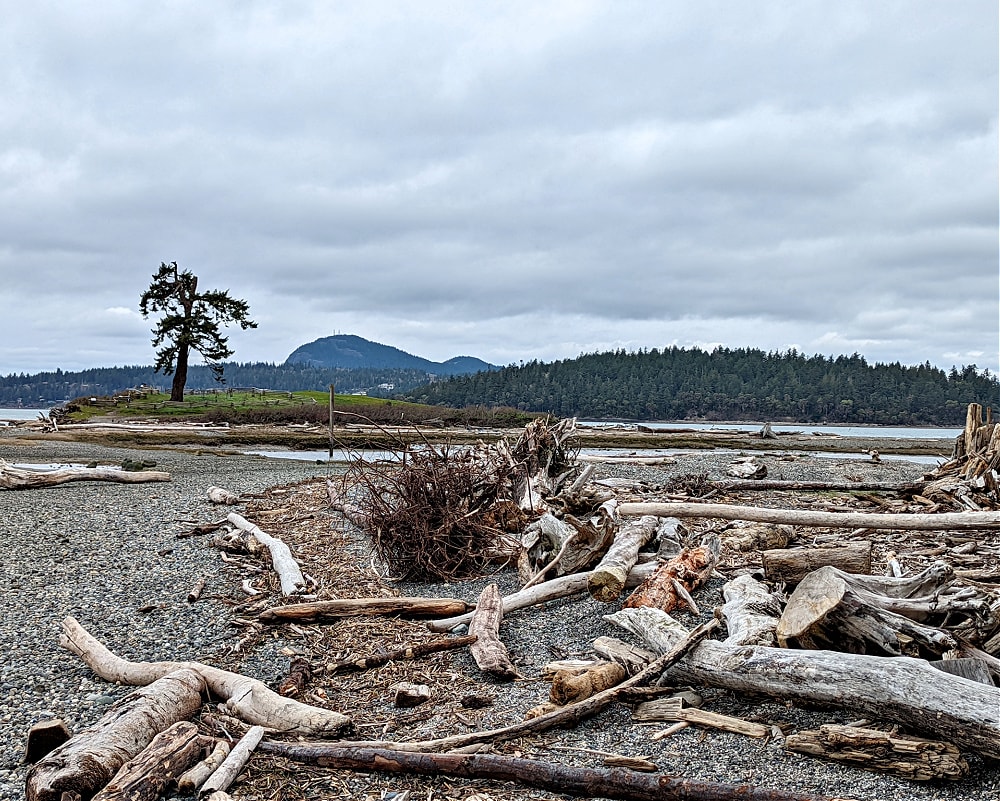 La conner campground beach with driftwood