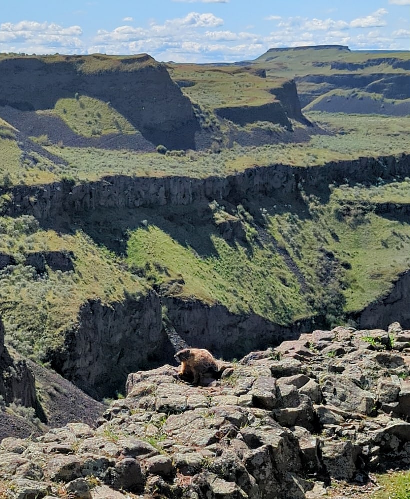 Marmot at Palouse Falls WA