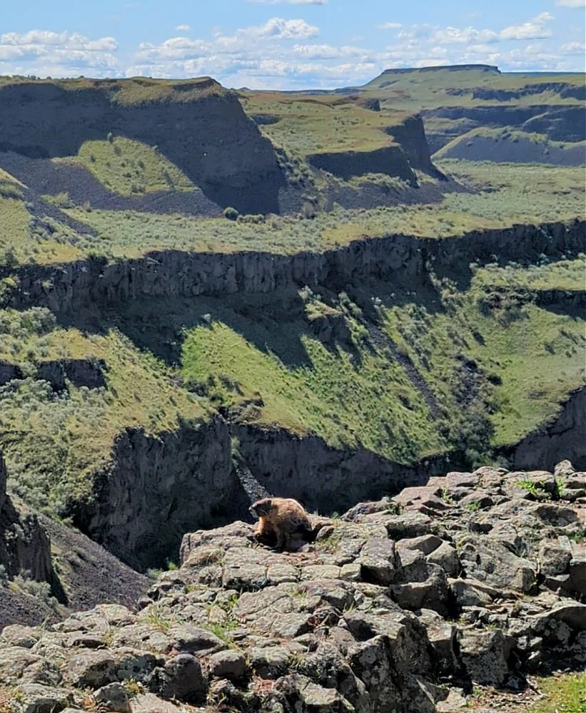 Marmot at Palouse Falls WA