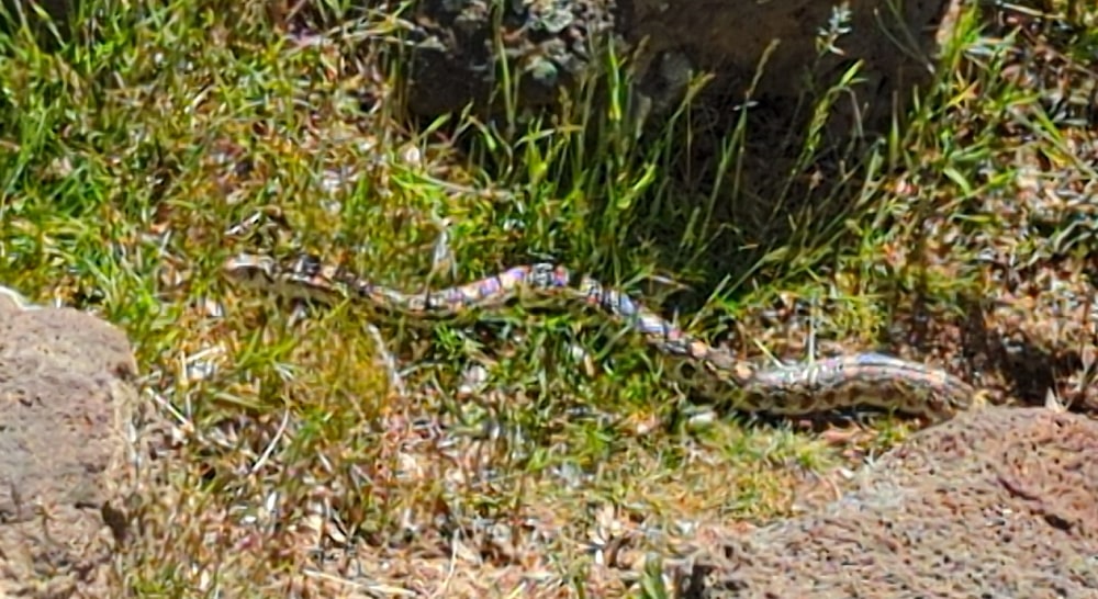 Snake at Palouse Falls
