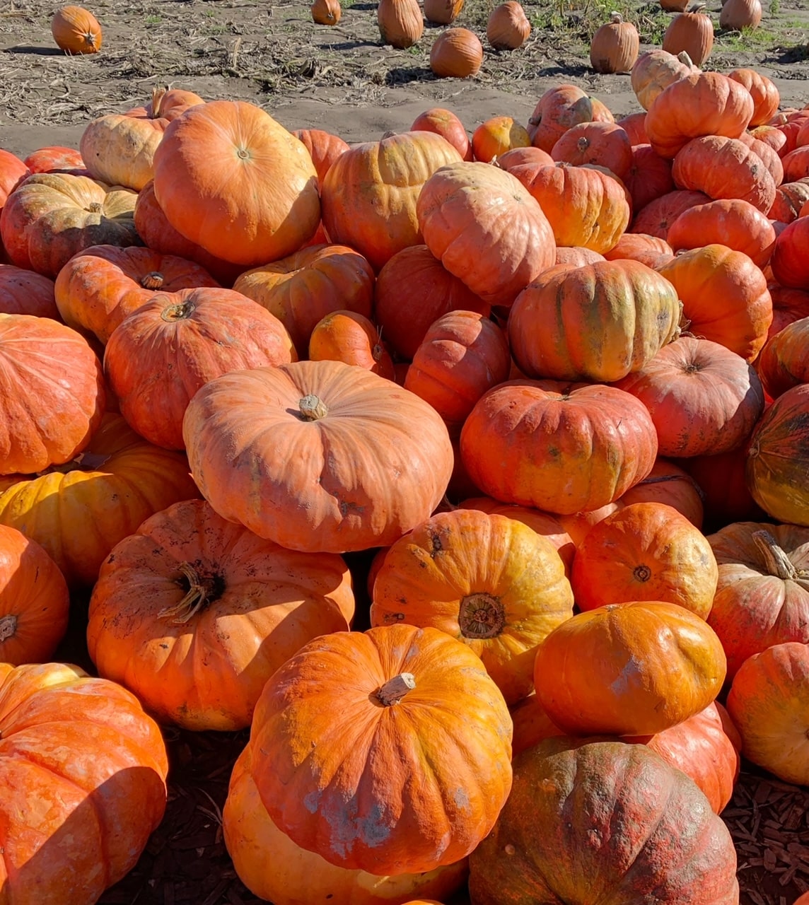 best pumpkin patch in Washington
