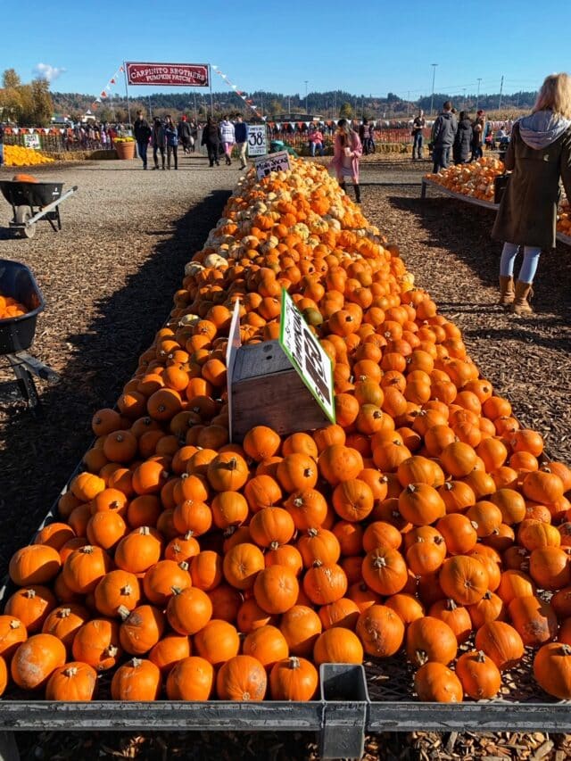Best Fall Festivals 2025 & Favorite Pumpkin Patches In Washington