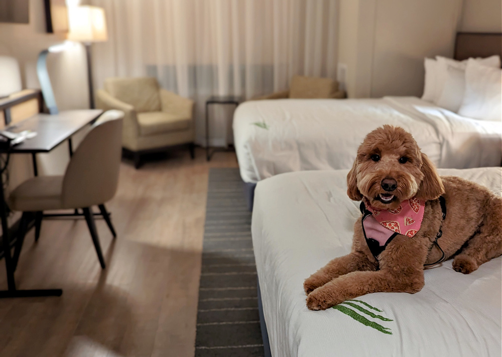 Hotel Windrow Dog Friendly Rooms