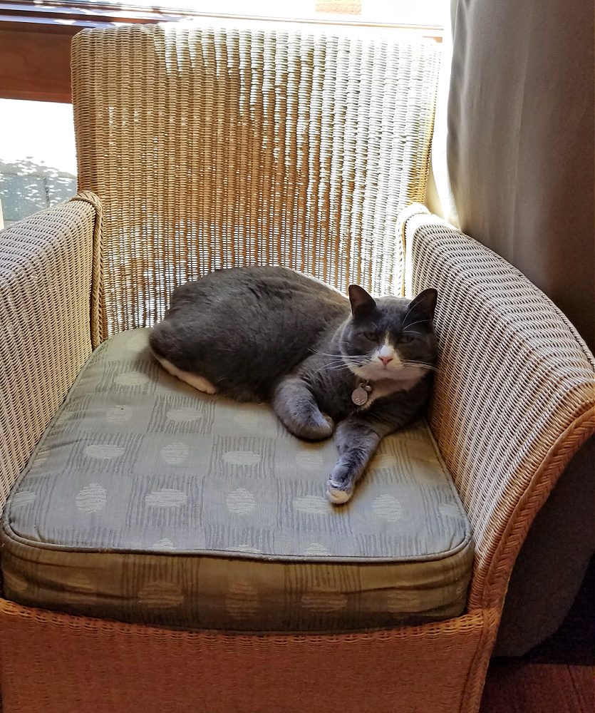 Alderbrook Lodge Cat