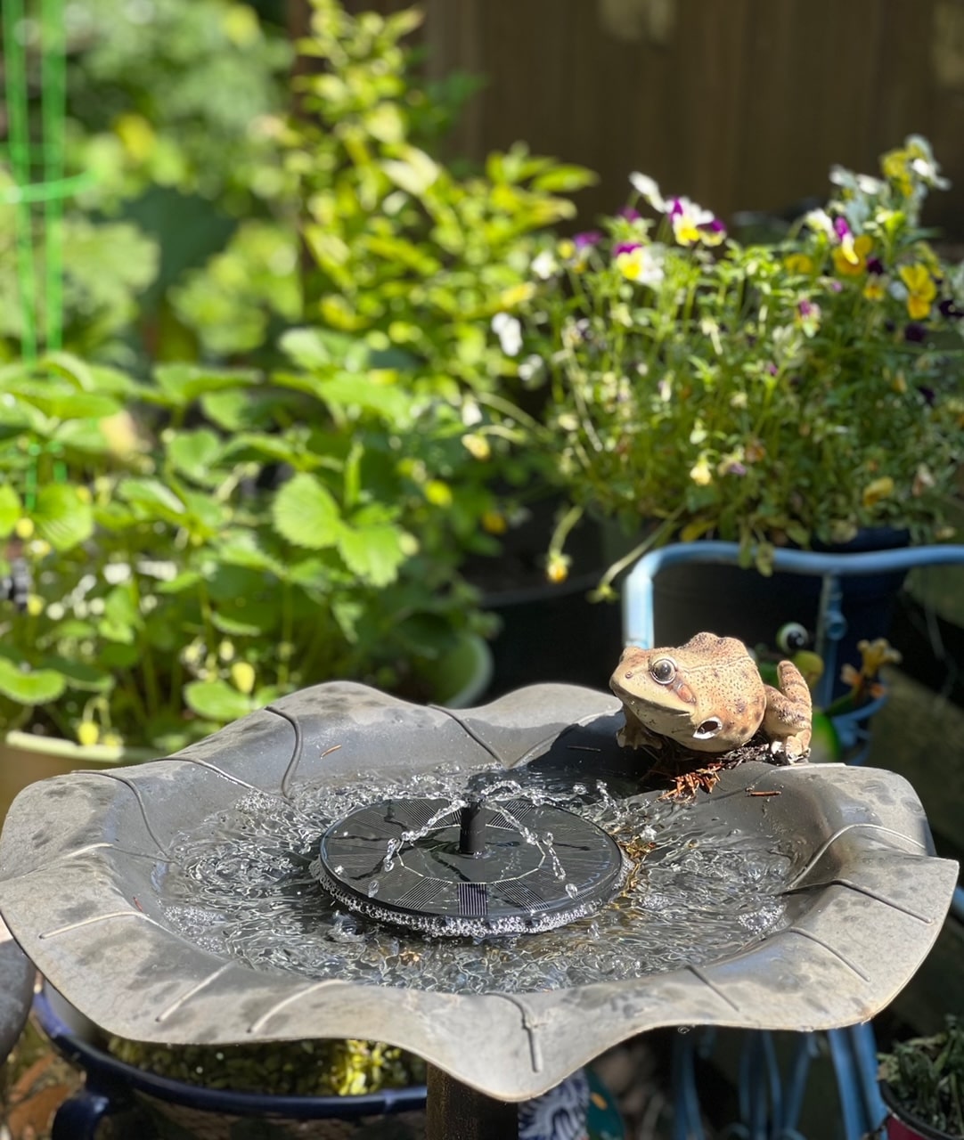 solar powered water fountain