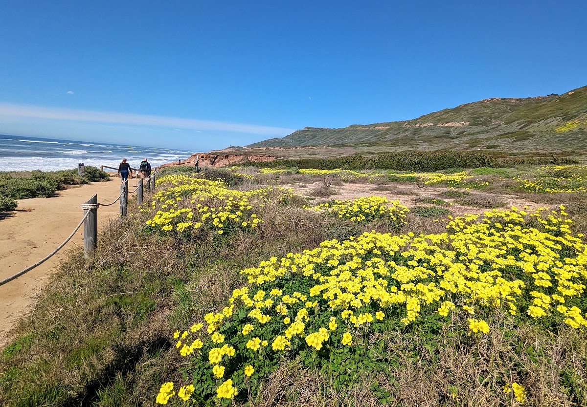 Flowers at Cabrillo National Monument Coastal Trail