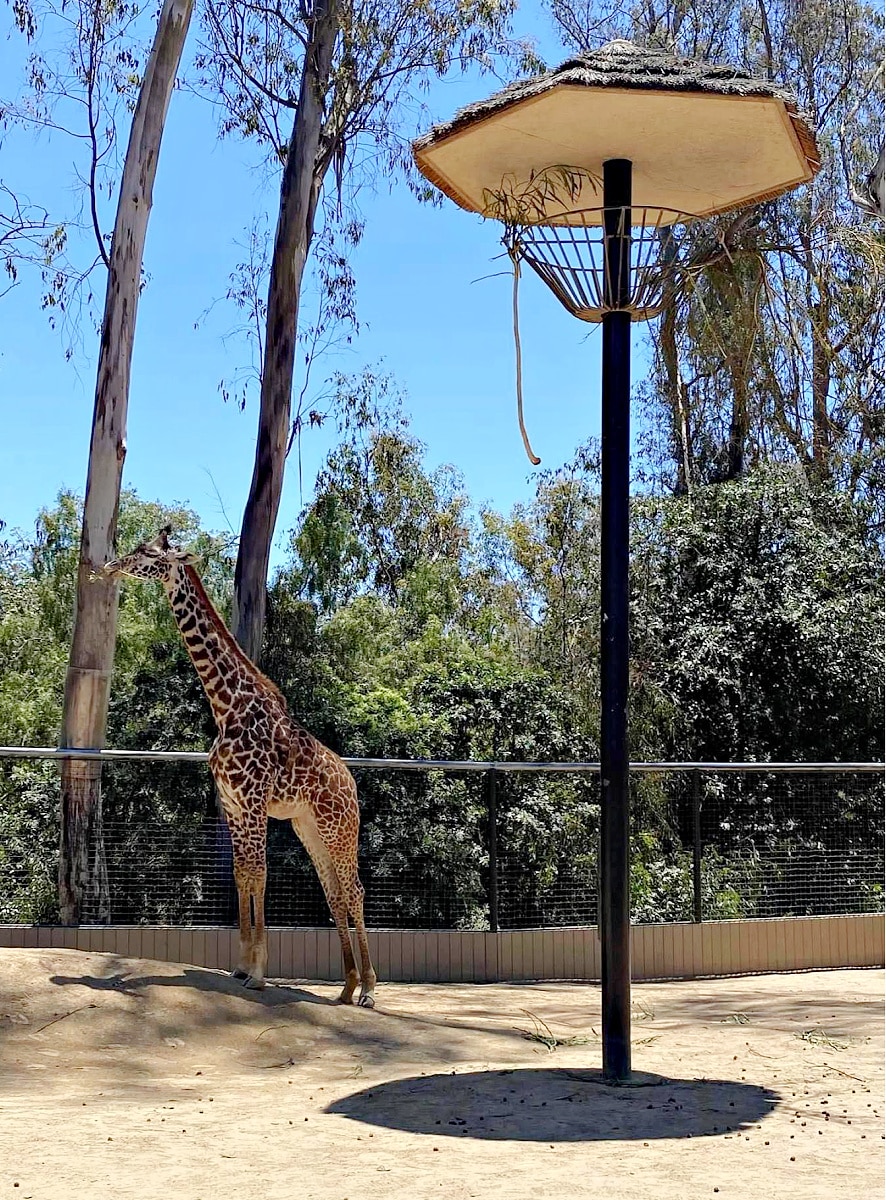 Giraffe at San Diego Zoo