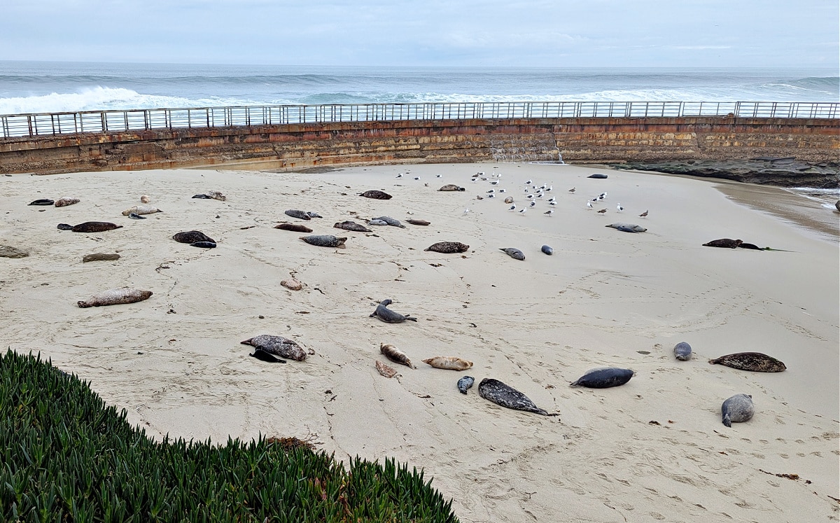 La Jolla Children's Pool Seals & Babies