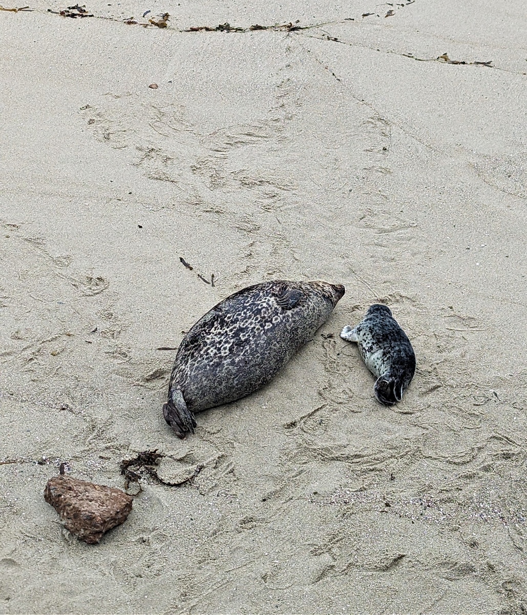 Mama Seal & Baby at La Jolla Childrens Pool