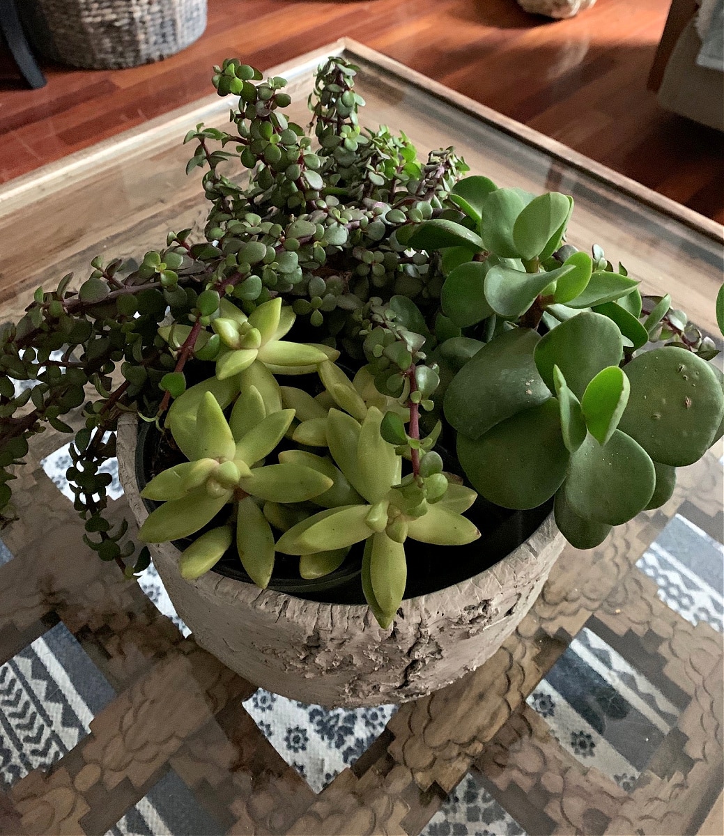 Succulents in a pot