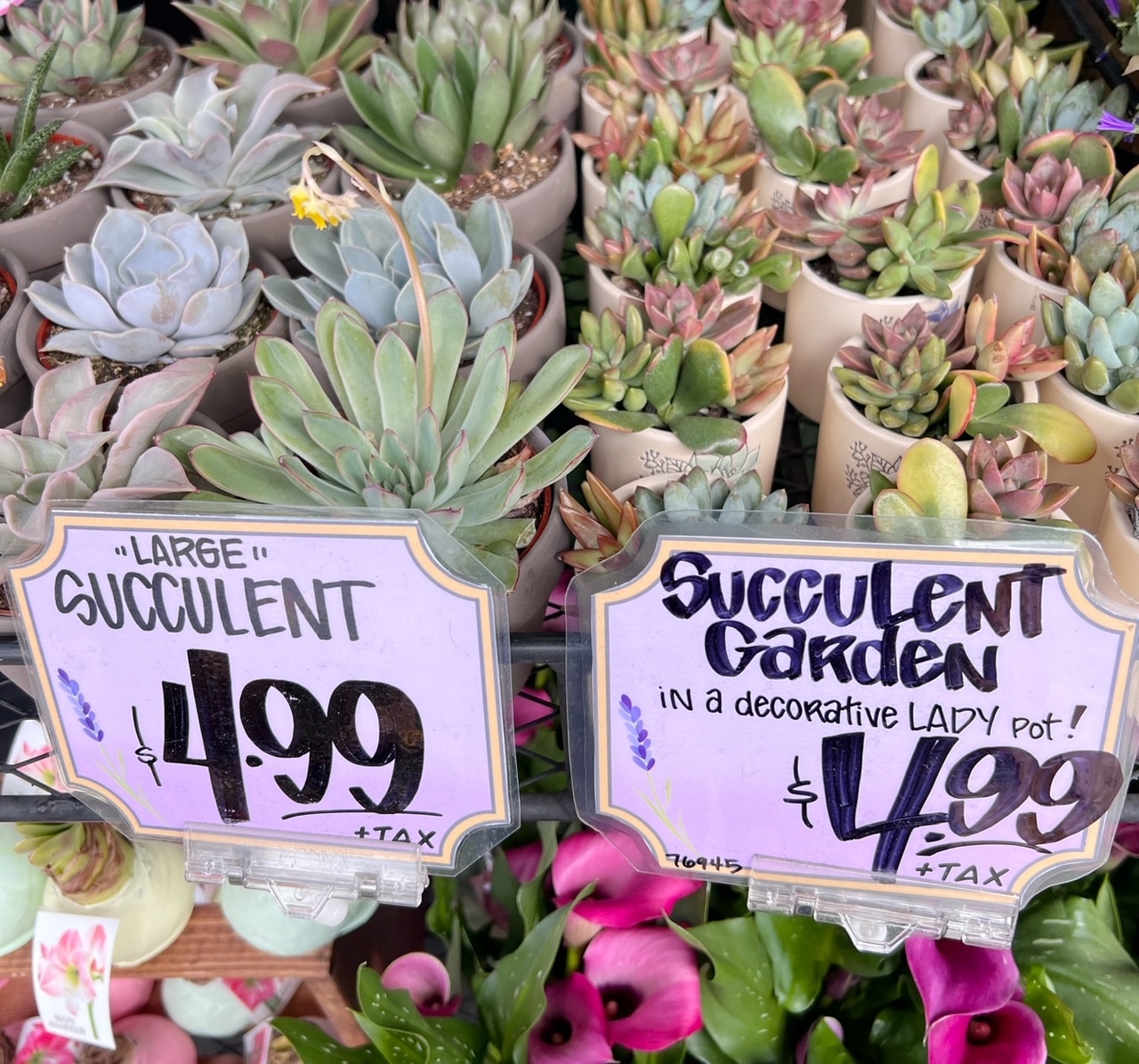 Succulents at Traders Joes for $4.99